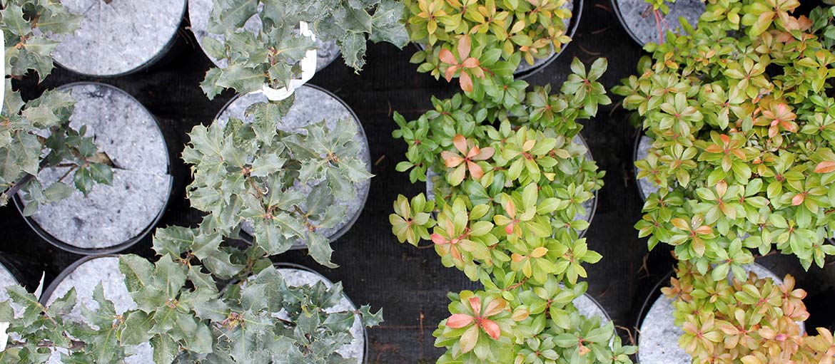 Kuitukangasruohontorjuntalevyt Puola