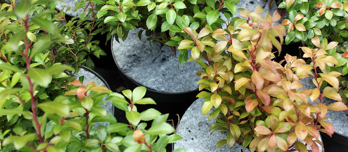 Kuitukangasruohontorjuntalevyt Puola