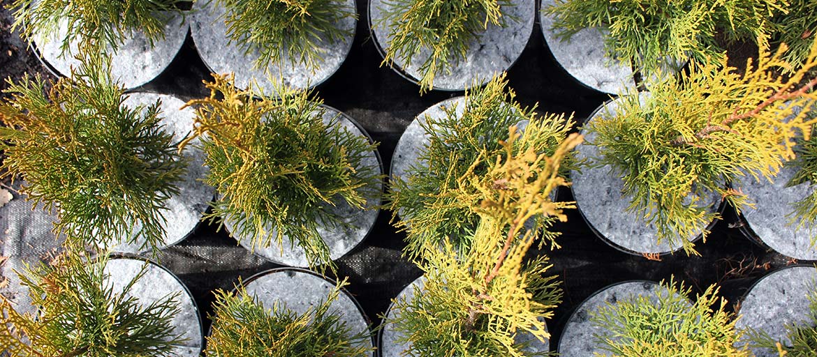 Kuitukangasruohontorjuntalevyt Puola