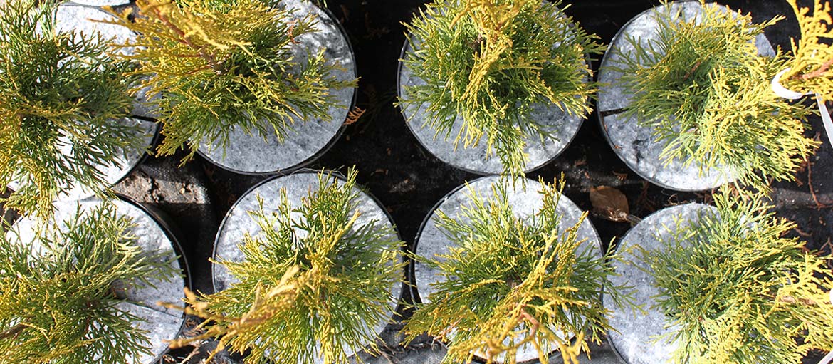 Kuitukangasruohontorjuntalevyt Puola