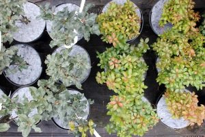 защита от сорняков Польша 01