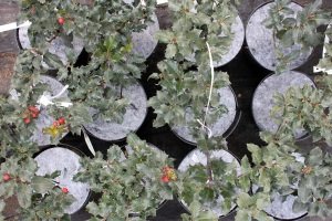 защита от сорняков Польша 06