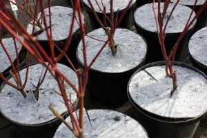 защита от сорняков Польша 03