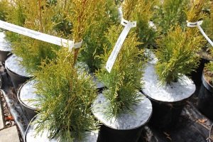 защита от сорняков Польша 08