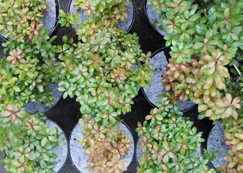 Kuitukangasruohontorjuntalevyt Puola